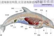 比亚迪海豚结构图,比亚迪海豚结构介绍